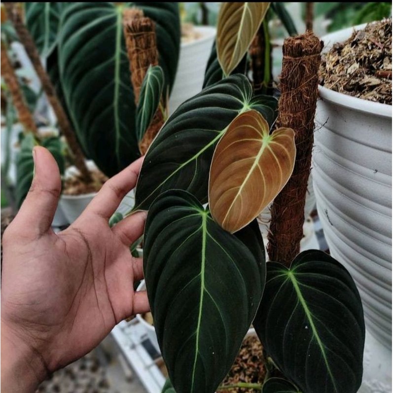 Bibit Bonggol Philodendron Melanochrysum