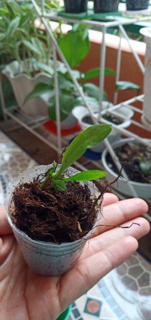 Seedling Vanda