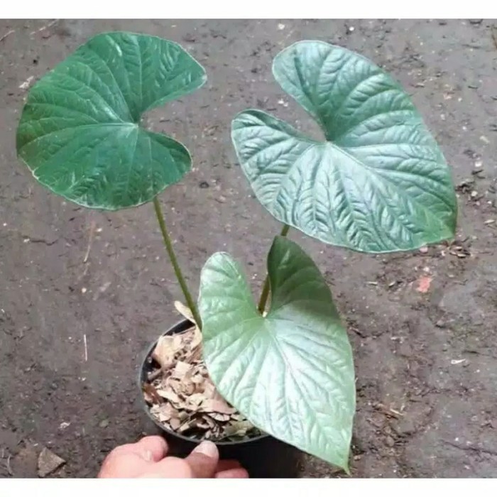 alocasia reginae