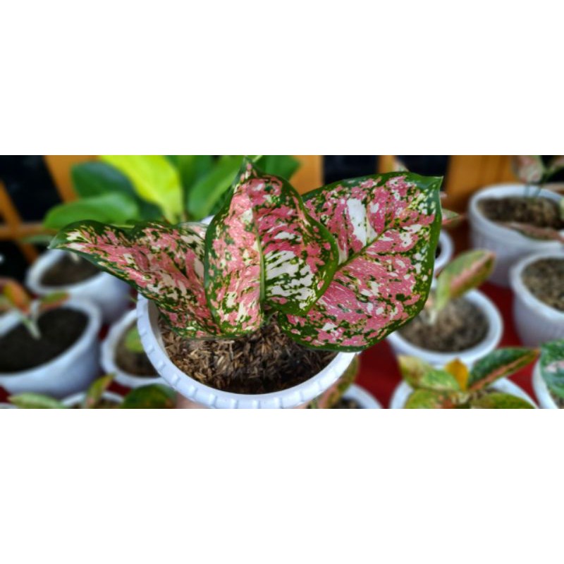 aglonema tri colour