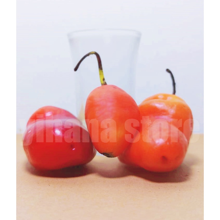 

CABE GENDOT MERAH SANGAT PEDAS BISA UNTUK KONSUMSI ATAU UNTUK BIBIT