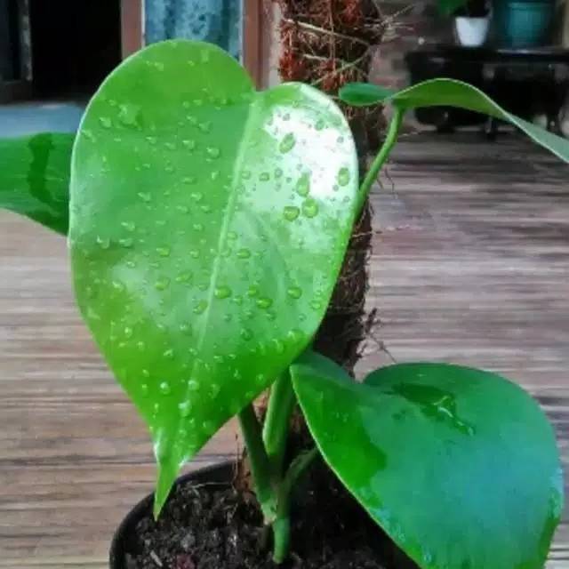 Tanaman hias monstera deliciosa anakan -tanaman hias indoor monstera deliciosa