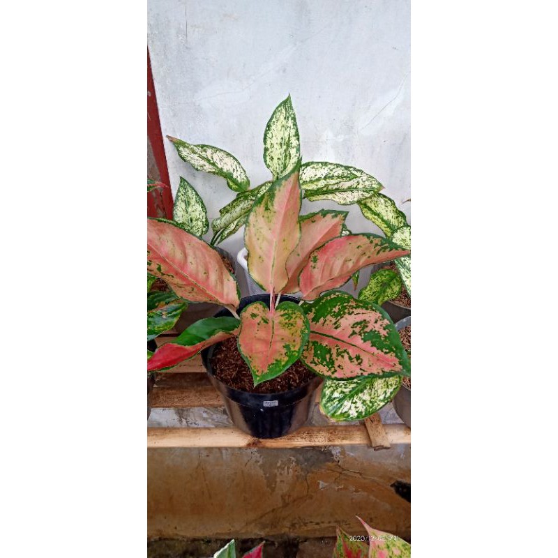 aglaonema kocin tembaga