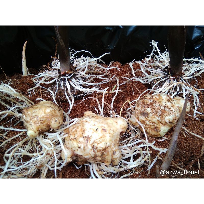 Tanaman Hias Keladi Putih Umbi Caladium White