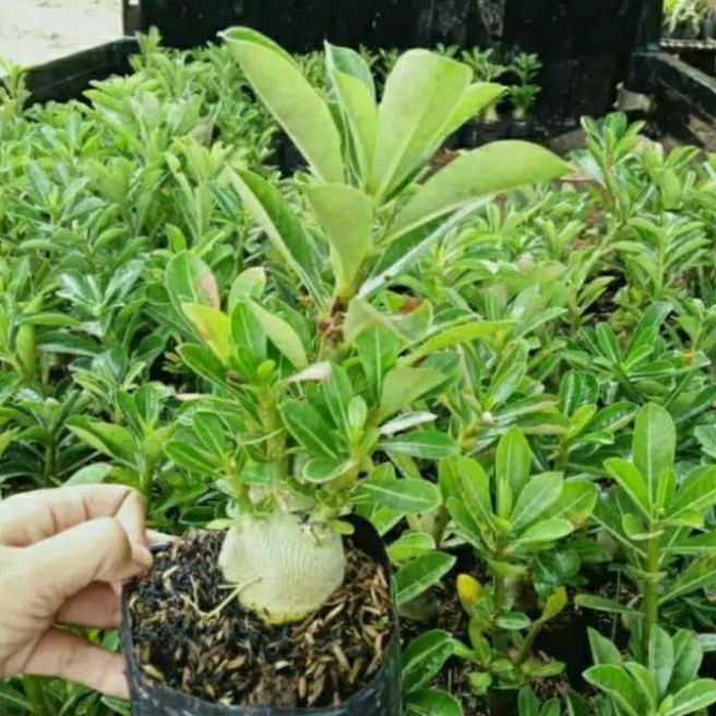 (Paket 6 Adenium BERKUALITAS'-Bunga adenium-Kamboja jepang-Bunga hidup-adenium tumpuk) tanaman hidup
