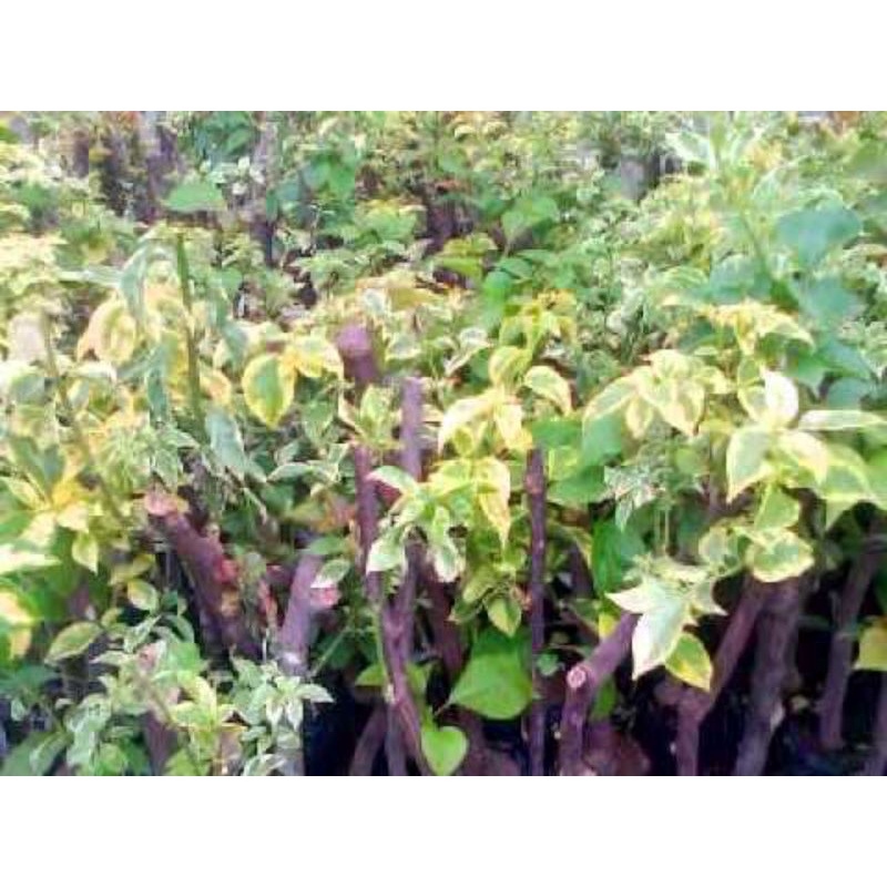 Tanaman Hias bougenville 3 warna