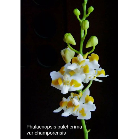 Dewasa Doritis Phalaenopsis pulcherima var champorensis