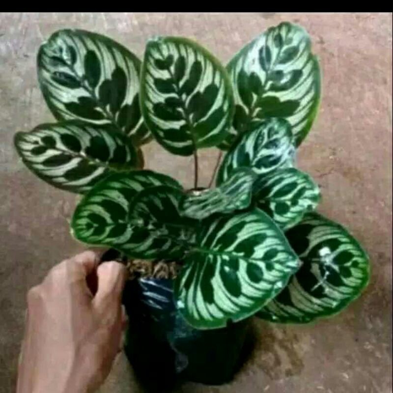 tanaman hias calathea makoyana-Calathea Makoyana-CALATHEA MAKOYANA-Makyonana Calathea tanaman makoya