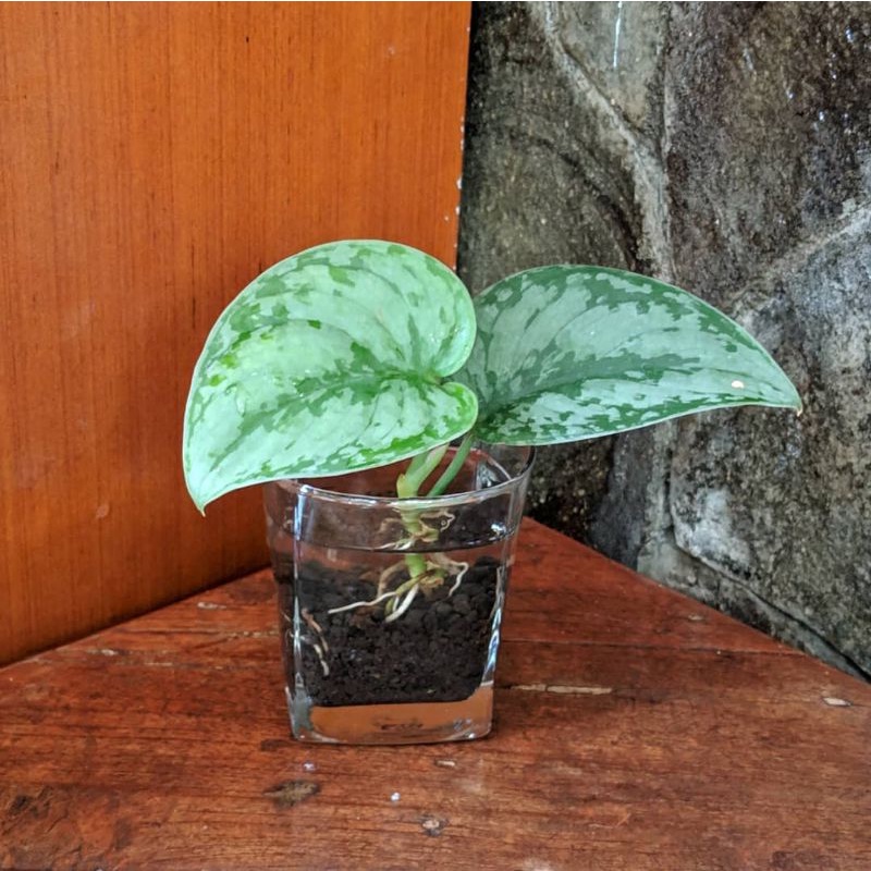 Tanaman bisa hidup di air - tanaman scindapsus exotica - tanaman air - hidup