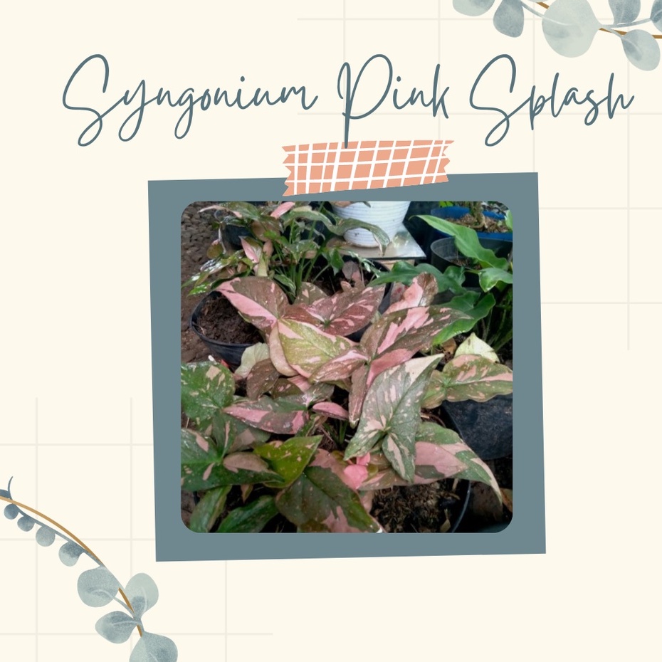 Tanaman Hias Syngonium Pink Splash Bunga Syngonium Pink Splash
