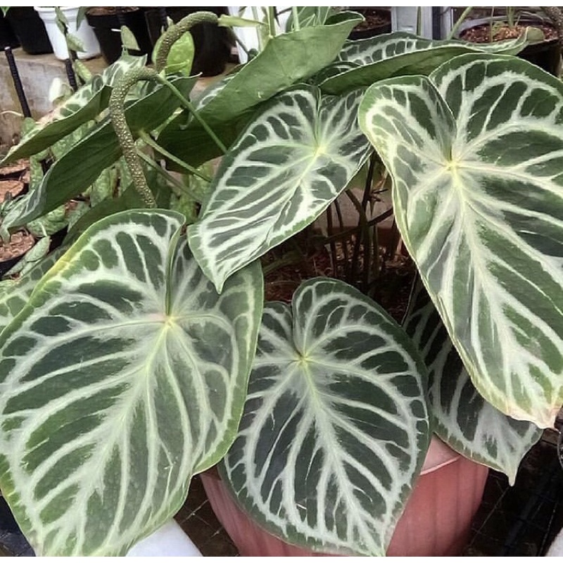 Bibit Anturium Dorayaki silver/Kuping Gajah Dorayaki Silver