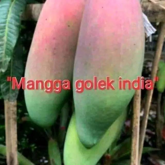 Bibit Mangga Golek India Super