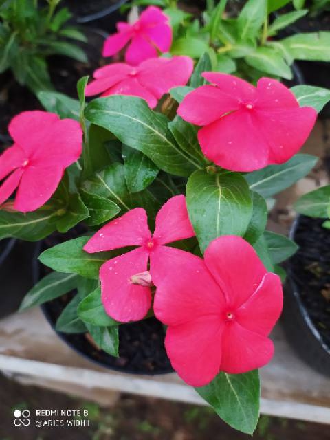 Bunga Vinca Paket Murah 1 Paket Isi 5 Plant Beda Warna Shopee Indonesia