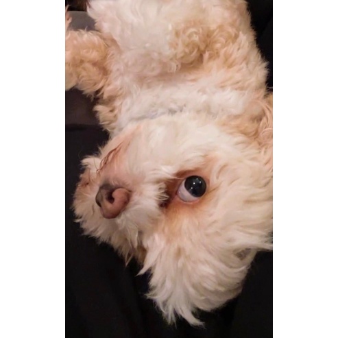 Album only feel special(BOOKED)