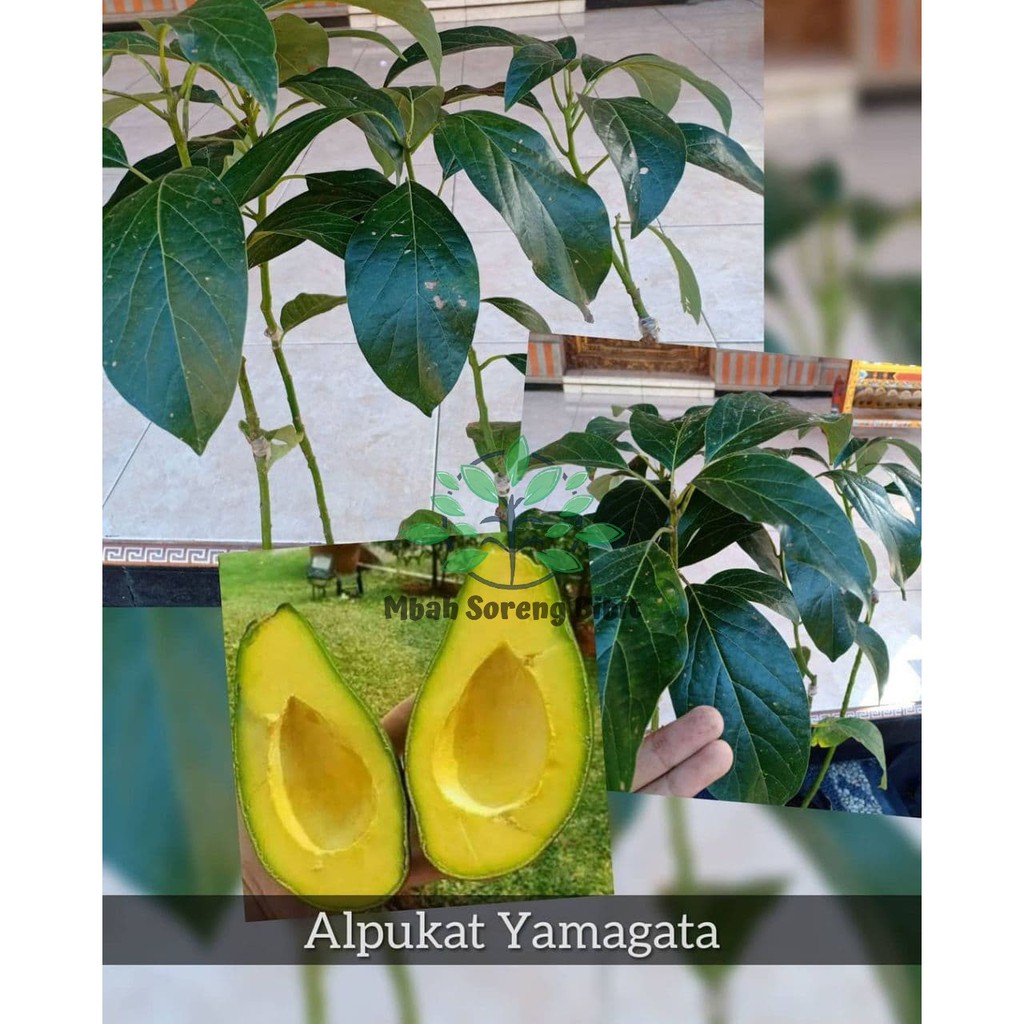 Bibit Alpukat Yamagata - Bibit Alpukat Okulasi Super