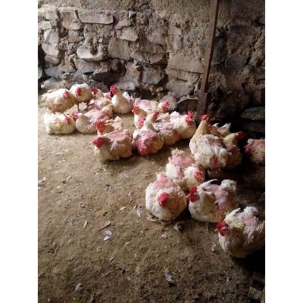 

Ayam Petelur/Ayam Peren