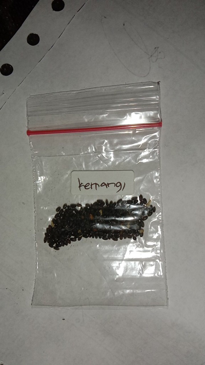50 Benih Kemangi Repack