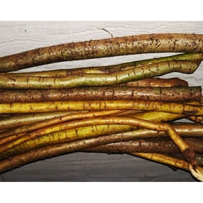 akar tuba segar 500gram