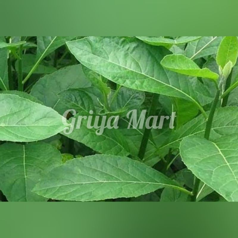 

DAUN AFRIKA SEGAR
