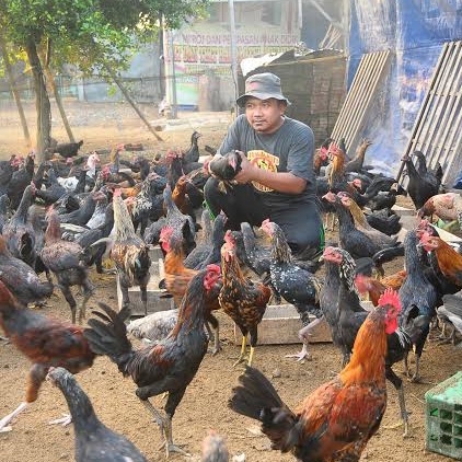 

TELUR AYAM KUB PETELUR HANDAL FERTIL ASLI UNTUK DITETASKAN