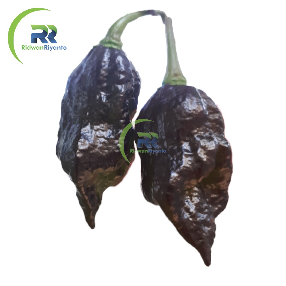 BIJI Benih Cabai BHUT JOLOKIA BLACK Chilli Pepper Chili ini BIJI Benih bukan BUAH CABE nya