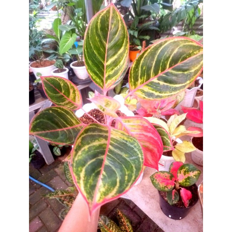 Aglonema Emerald Dragon