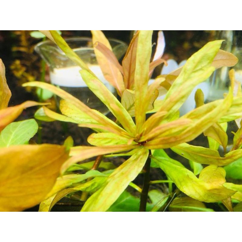ludwigia inclinata var. cuba tanaman aquascape
