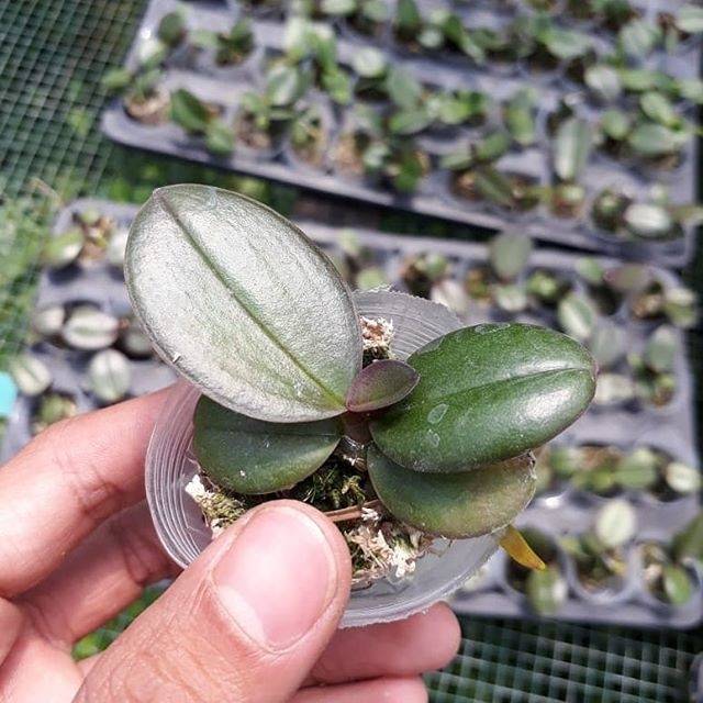 Anggrek Bulan Seedling