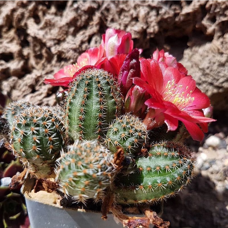 Kaktus Rebutia Pygmaea