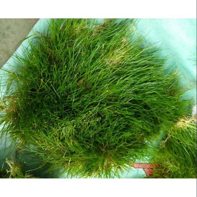 Tanaman aquascape, Haigrass karpet