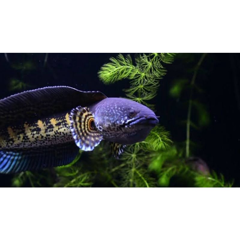 Channa Auranti 20-22cm