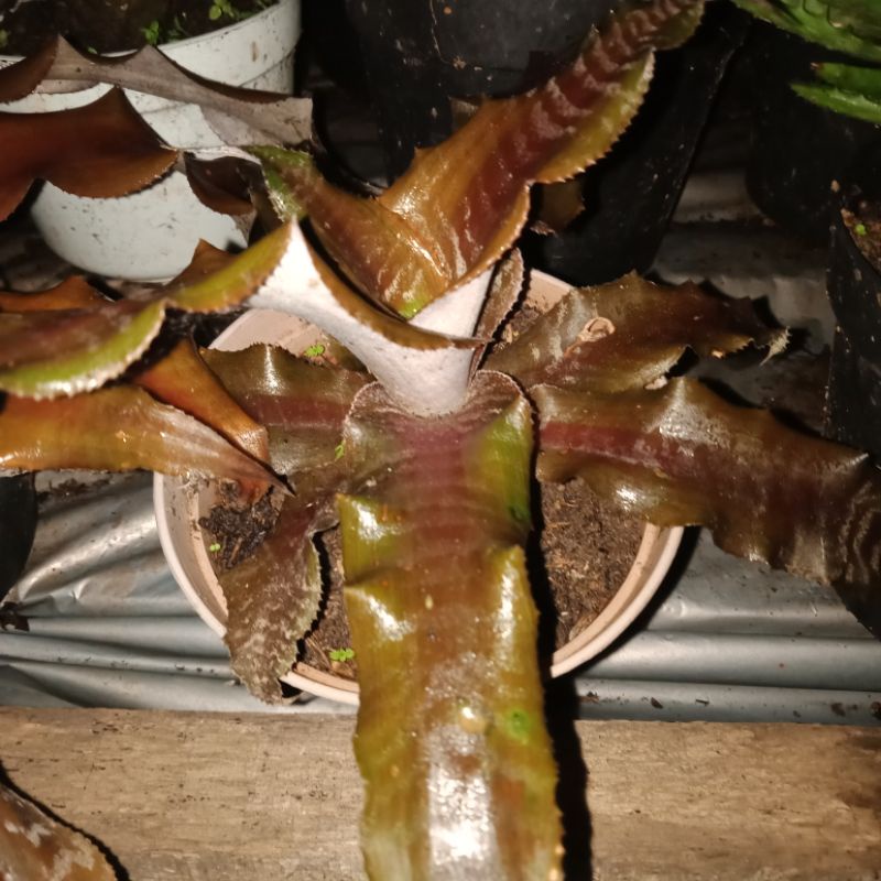 Sansivera tokek garis coklat, lidah mertua mini kuning. hijau.lidah mertua tinggi