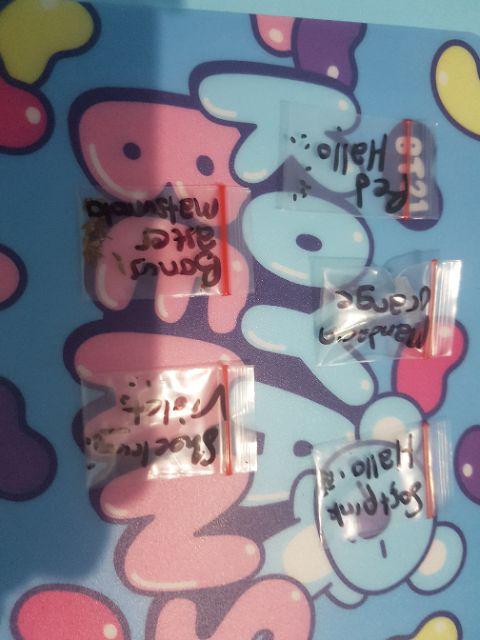 Vinca Softpink Hallo (benih/seed/biji) Tegak