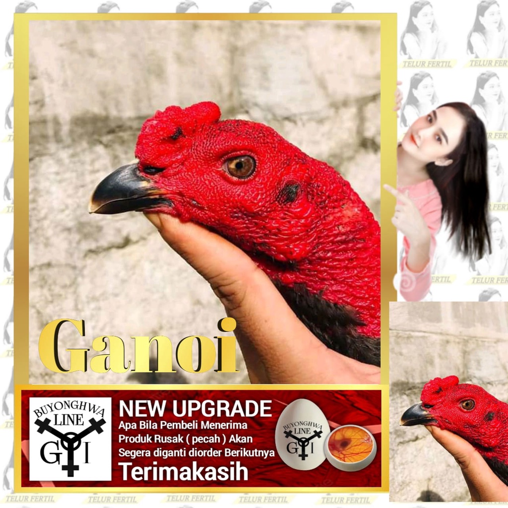 Ayam Ganoi ORI Tipe telur tetas A2 Buyonghwa line