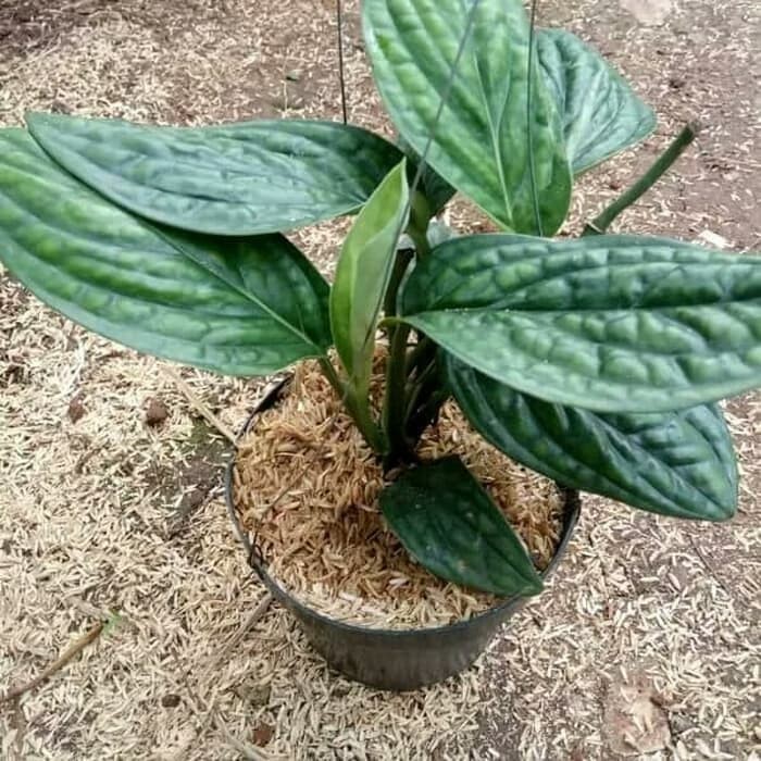 MURAH Tanaman gantung sirih badak - pohon sirih