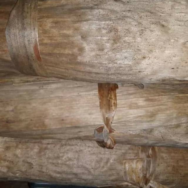 Daun Pisang Kering Untuk Ikan Cupang Dan Jangkrik Shopee Indonesia