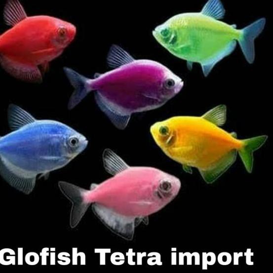 Harga Glofish Tetra Aquascape Terbaru November 2021 Biggo Indonesia