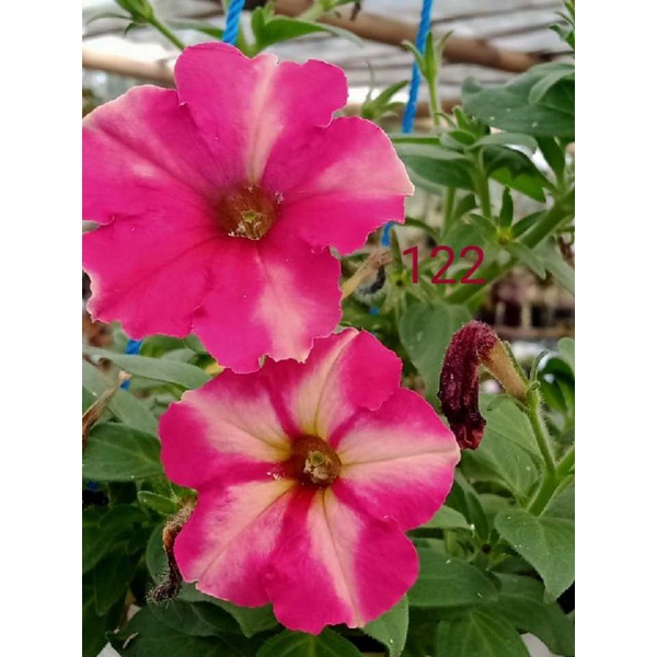 Benih petunia umbrella pink star bunga mini