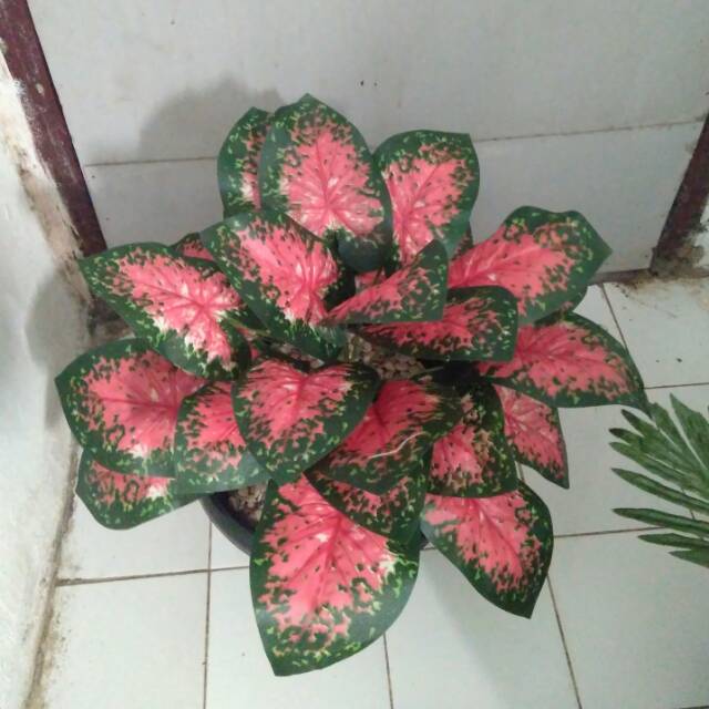 Daun lumbu merah artificial