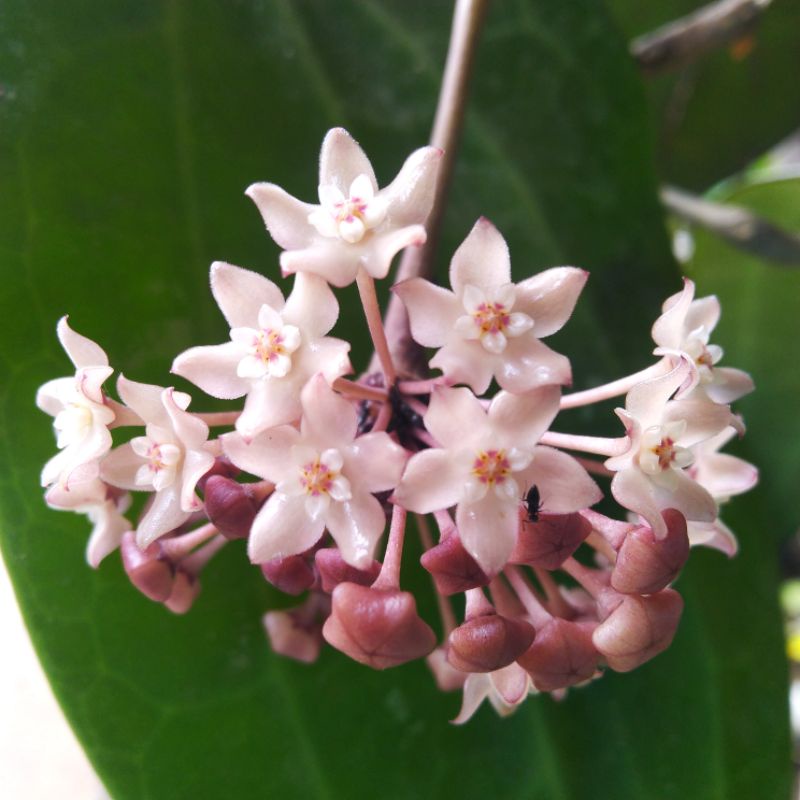 (T) Hoya Macrophylla / Latifolia Variegata