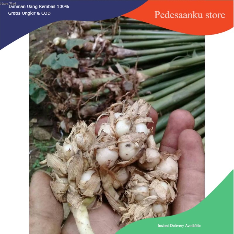 Bibit Kapulaga Hibrida 1KG Melimpah Benih Kapulaga Cadarmon Bibit Kapulaga Murah