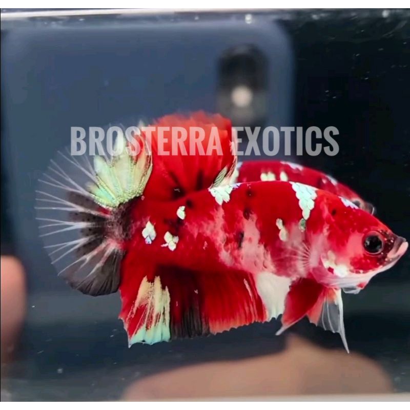 Cupang koi copper Gold (Ironman varian full red)