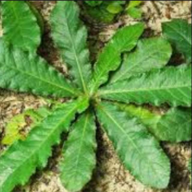 

(25 lembar) Daun Tapak Liman segar (elephantopus scaber)