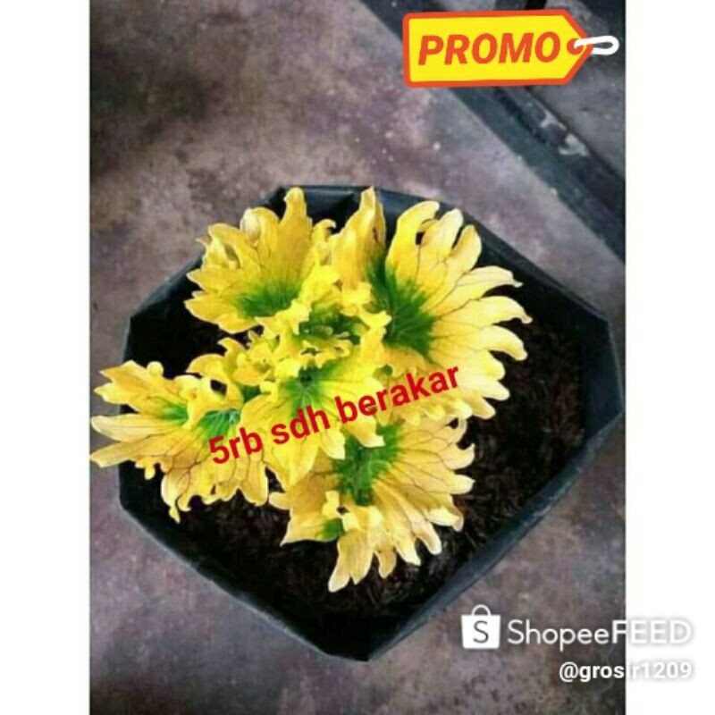 Tanaman Hias Miana/Coleus berakar