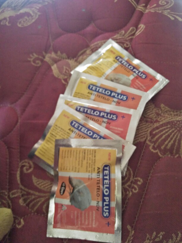 Tetelo Plus 10 Caps Obat Anti Tetelo Dan Ndv Ayam Syaraf Saraf Kepala Berputar Ngorok
