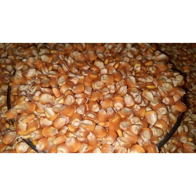 

jagungpopcorn