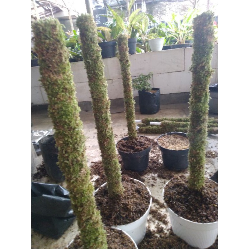 Media tanam turus lumut. BONUS tanaman sirih belanda