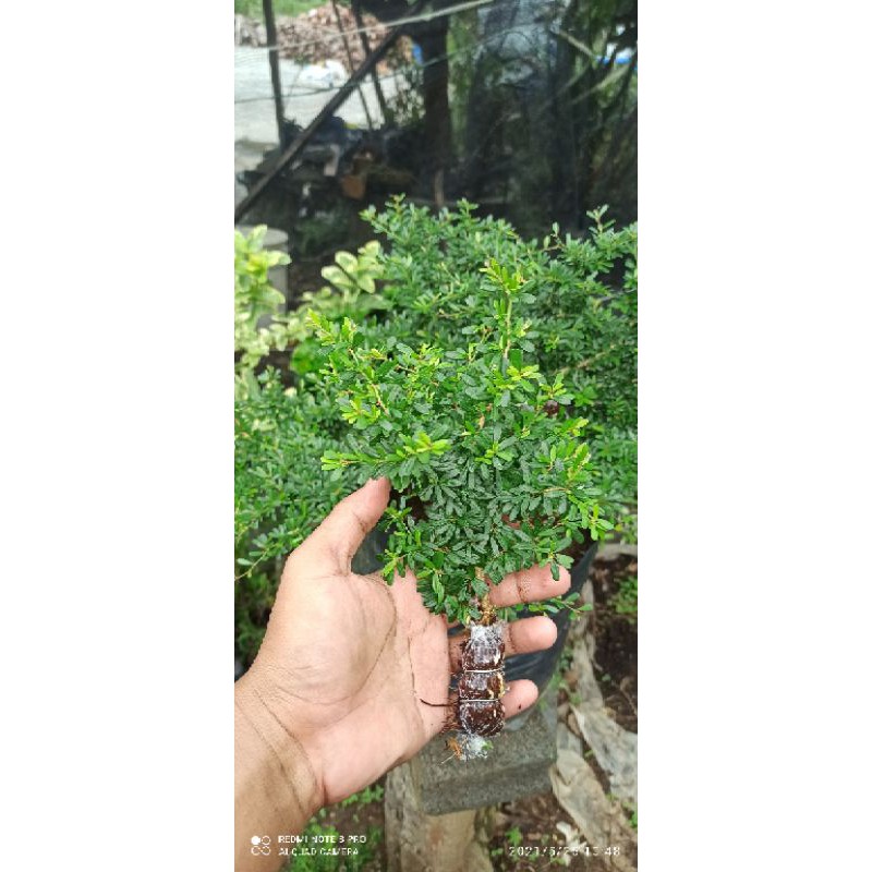 Saeng simbur mikro vietnam superr