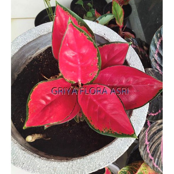Tanaman Hias Aglonema Suksom Jaipong Stang Pendek Shopee Indonesia