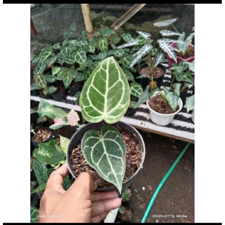 Kuping Gajah Mini/Anthurium